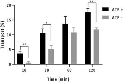 Utilizing surface plasmon resonance as a novel method for monitoring in-vitro P-glycoprotein efflux